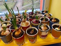 szczypior wyrastający z cebuli w kolorowych doncizkach