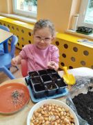 dziewczynka obserwuje zasiany owies