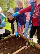 chłopiec sięga po cebulę do sadzenia