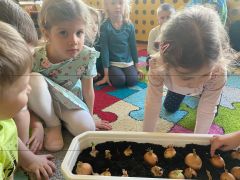 Dzieci sadzą szczypiorek.